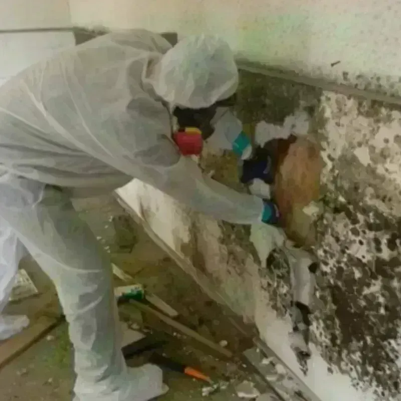 Mold Remediation and Removal in Verona, VA